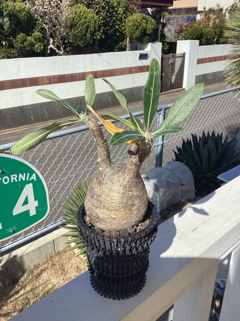 グラキリス　現地球　鉢付き