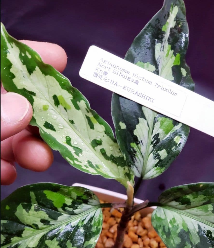 Aglaonema pictum HAインボイス付き