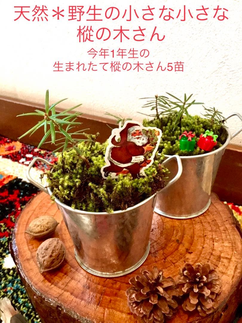 完売　【天然＊野生の小さな小さな樅の木さん】もみの木/生まれたてクリスマスツリー
