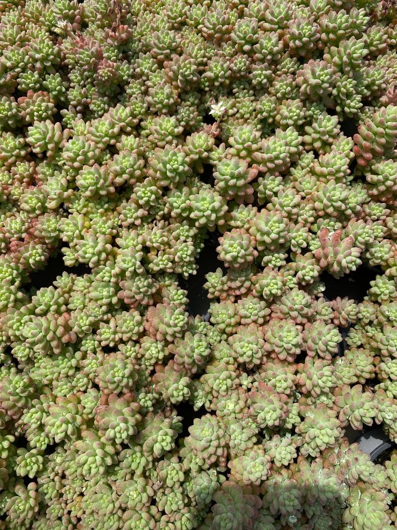 多*物様 花団錦 N256×24鉢 土鉢付き 多肉植物 アエオニウム サボテン