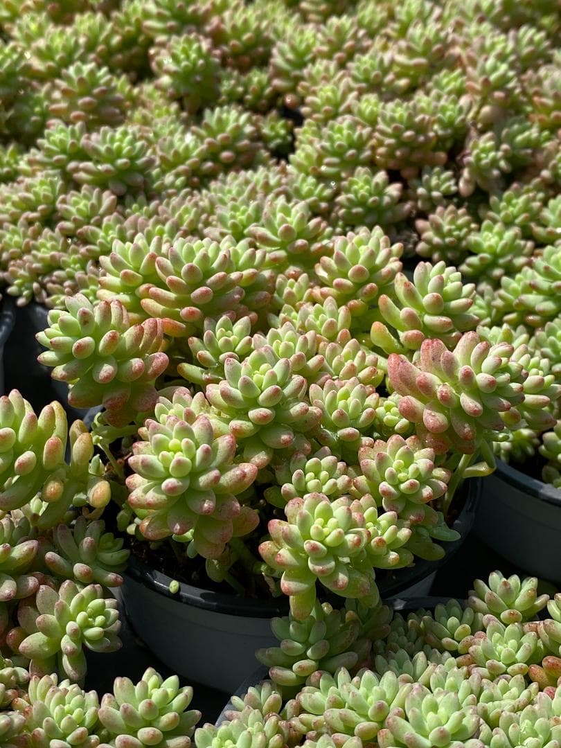 多*物様 花団錦 N256×24鉢 土鉢付き 多肉植物 アエオニウム サボテン
