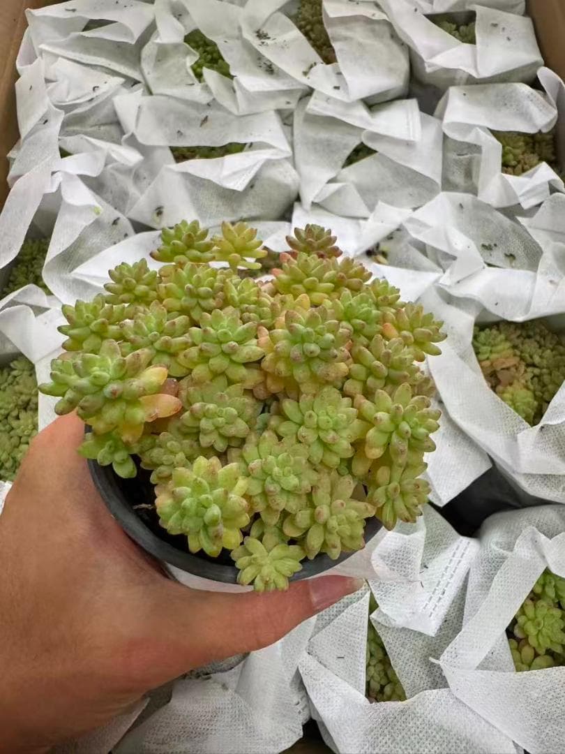 多*物様 花団錦 N256×24鉢 土鉢付き 多肉植物 アエオニウム サボテン