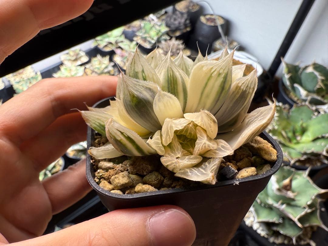 ハオルチア　白蛇伝　カキ仔