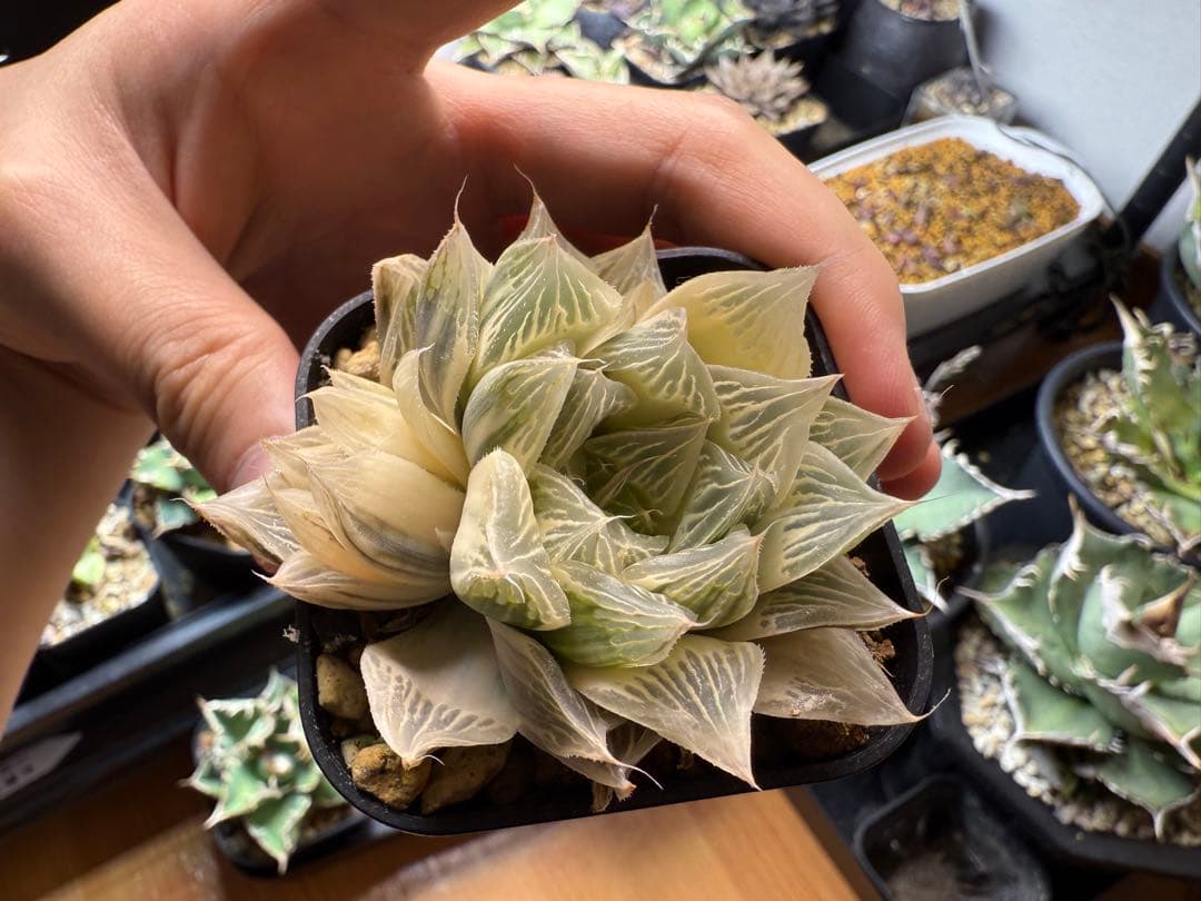 ハオルチア　白蛇伝　カキ仔