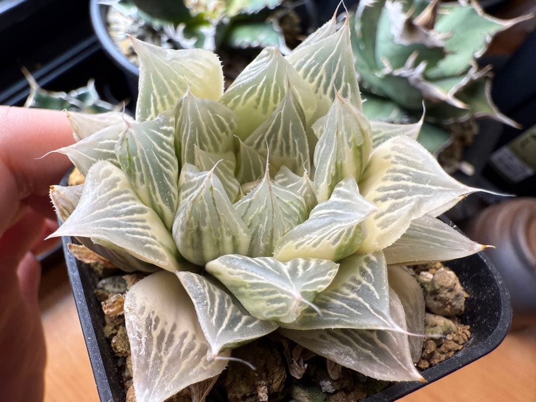 ハオルチア　白蛇伝　カキ仔