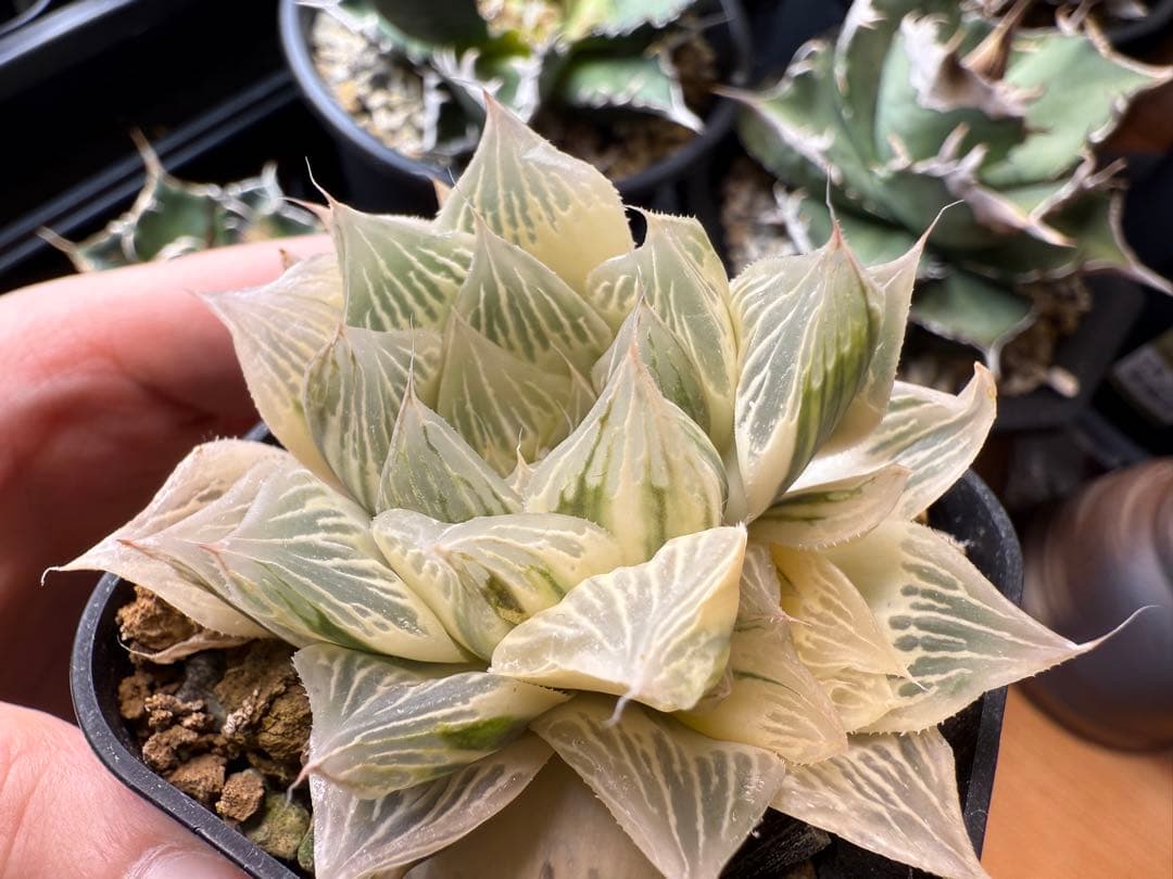 ハオルチア　白蛇伝　カキ仔