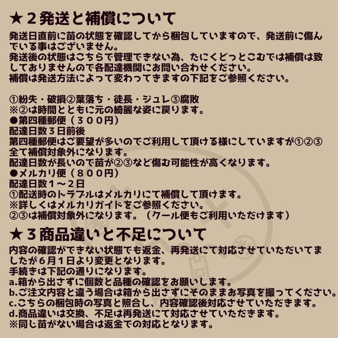 クラバツム(大群生)◎多肉植物 カット苗 韓国苗 エケベリア等