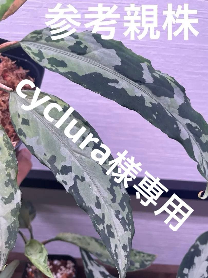 アグラオネマピクタムKashyyyk子株【LA0816-1ss】