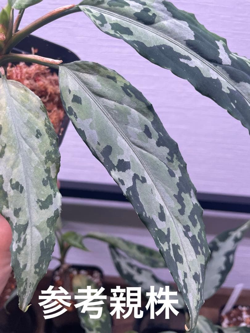 アグラオネマピクタムKashyyyk子株【LA0816-1ss】