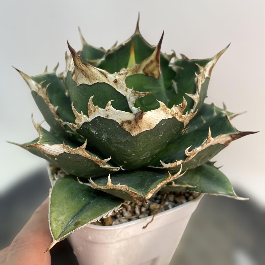 アガベ　オアハカ　オテロイ　子株出品　 big spine