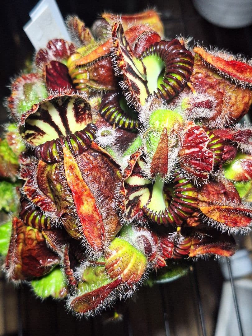 cephalotus follicularis 恵比寿 セファロタス