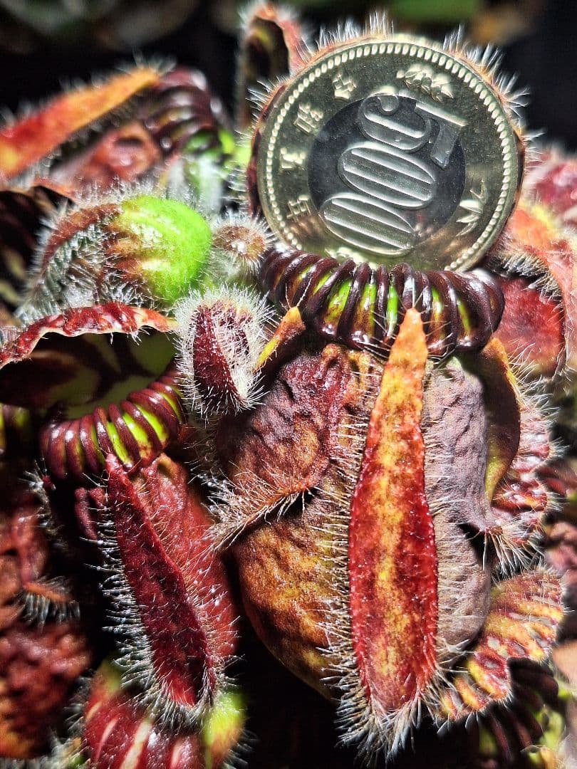 cephalotus follicularis 恵比寿 セファロタス