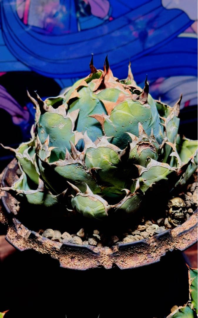 【ヤバいやつ】アガベエレファントEVIS 親株