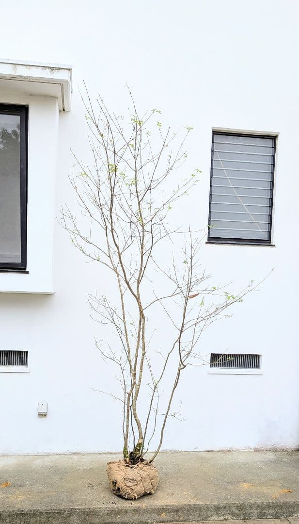 至高の2.5m。山採りアオダモ。