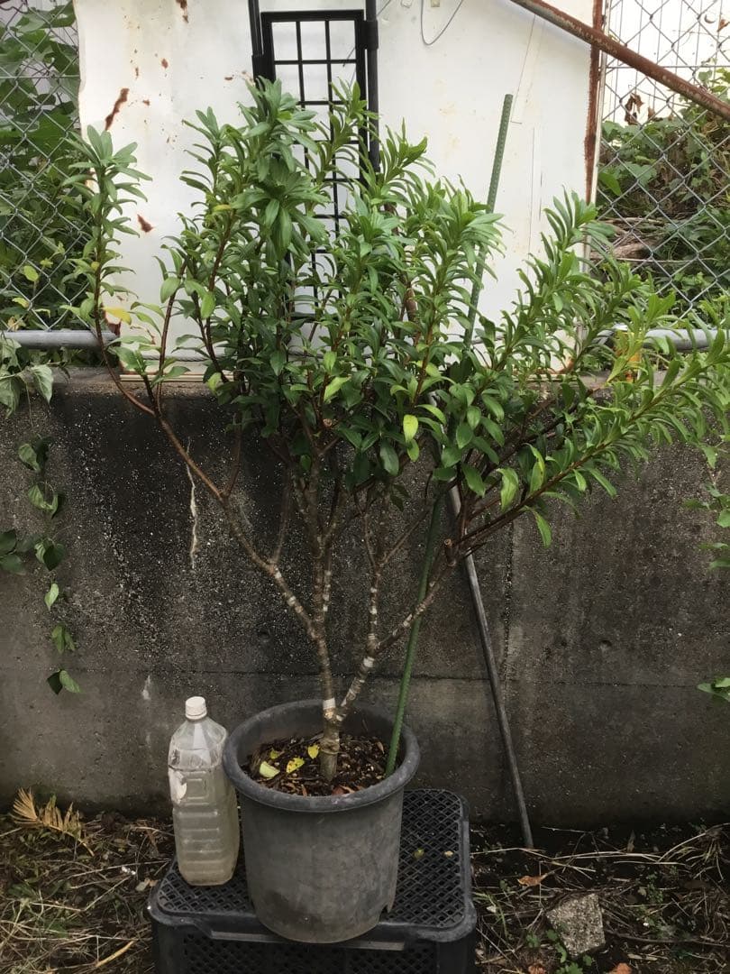 沈丁花　赤９０センチ