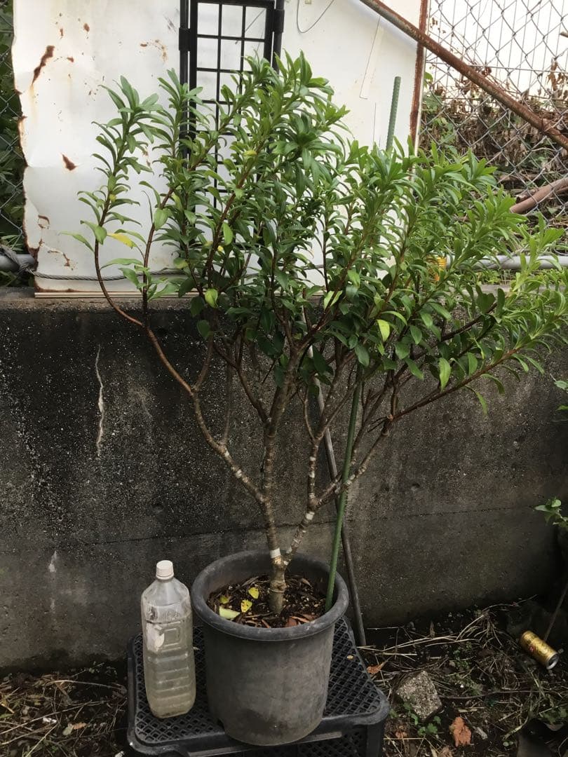 沈丁花　赤９０センチ