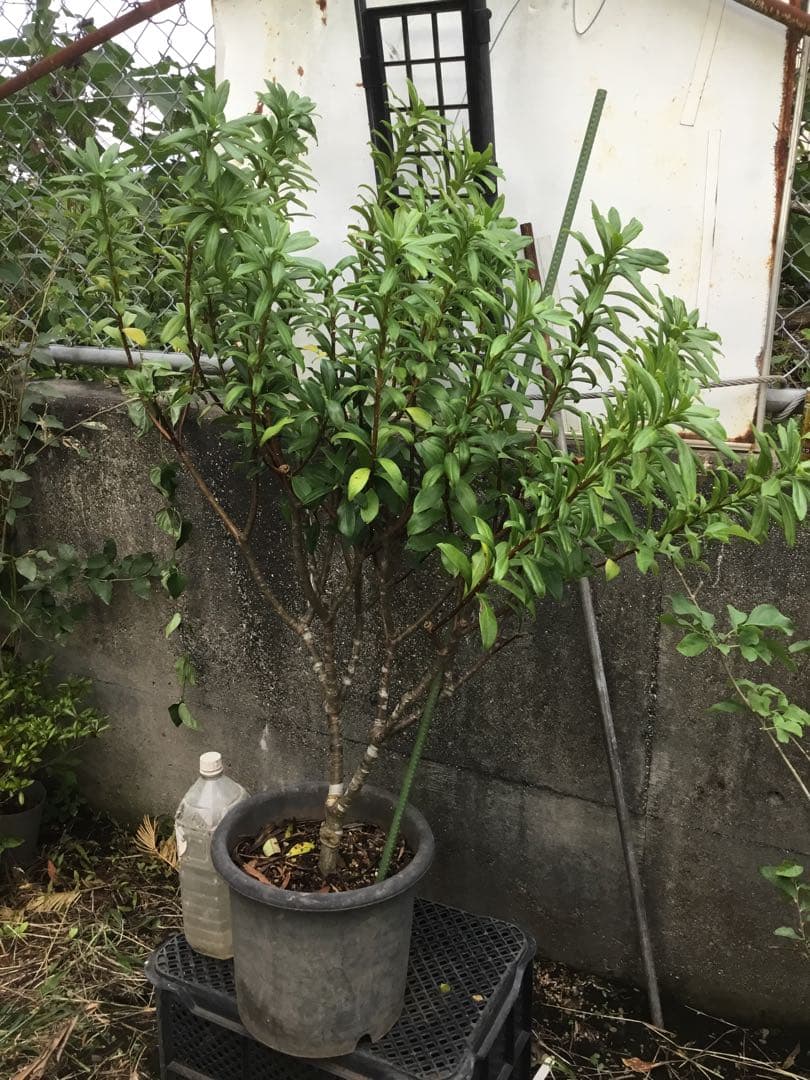 沈丁花　赤９０センチ
