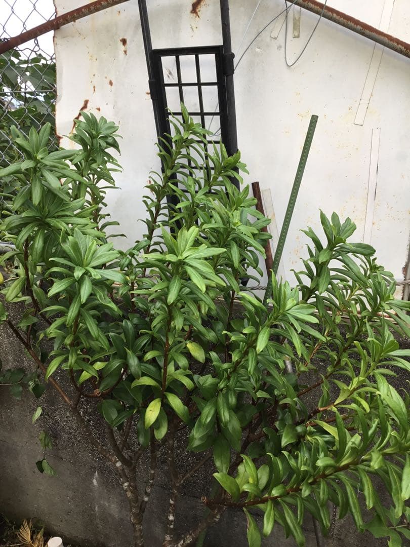 沈丁花　赤９０センチ