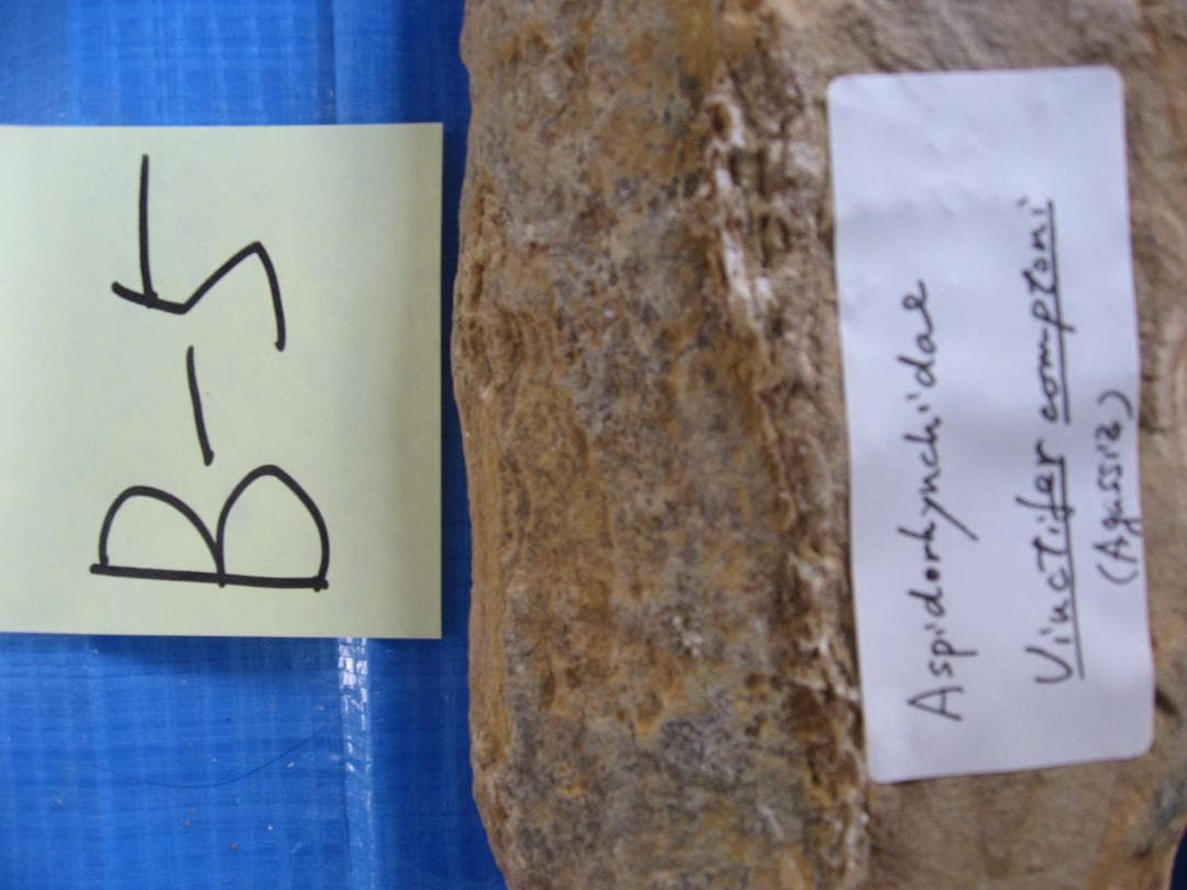 化石　F-2 B-4 D-4