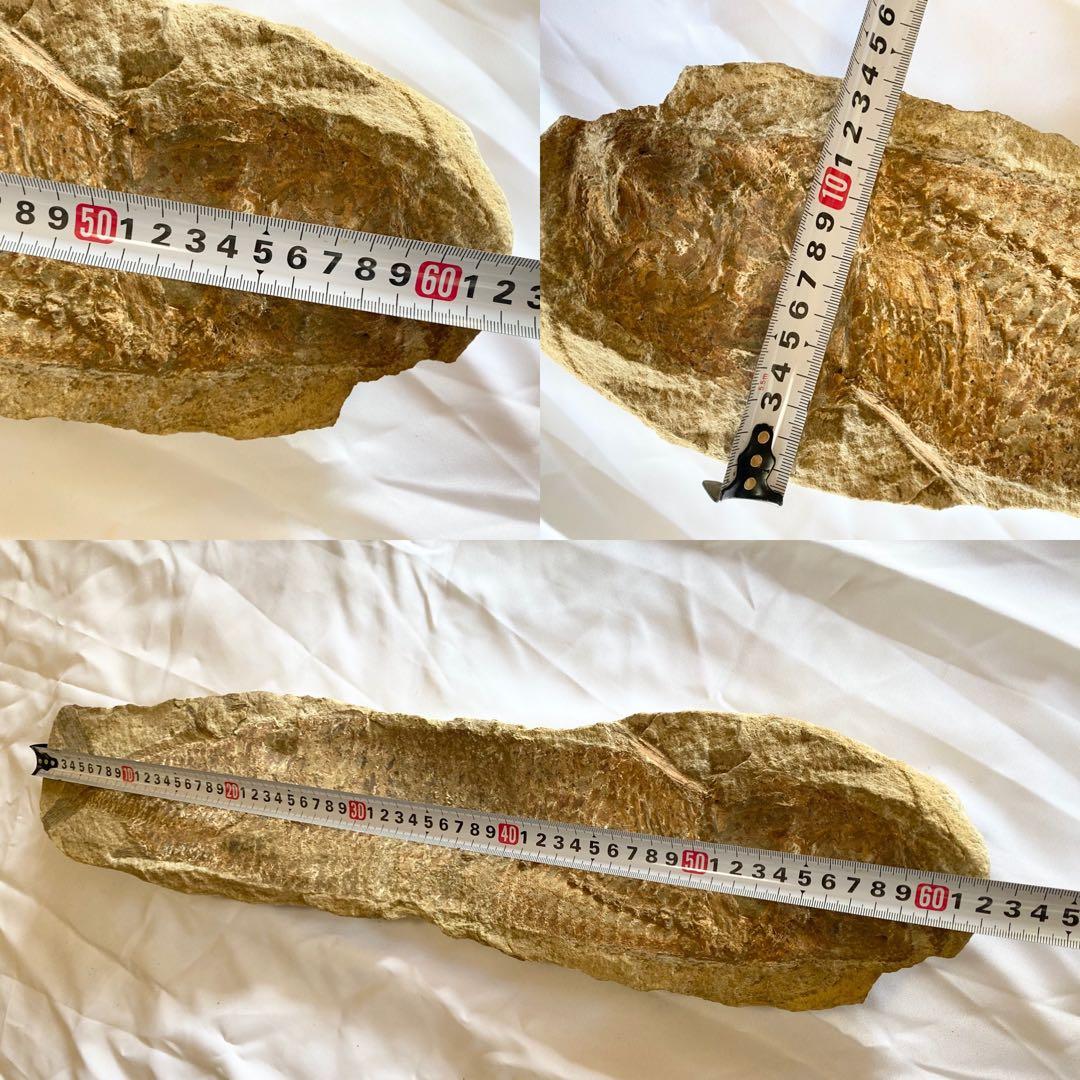 ブラジル産　魚の化石　4.7kg 62cm×14cm ①