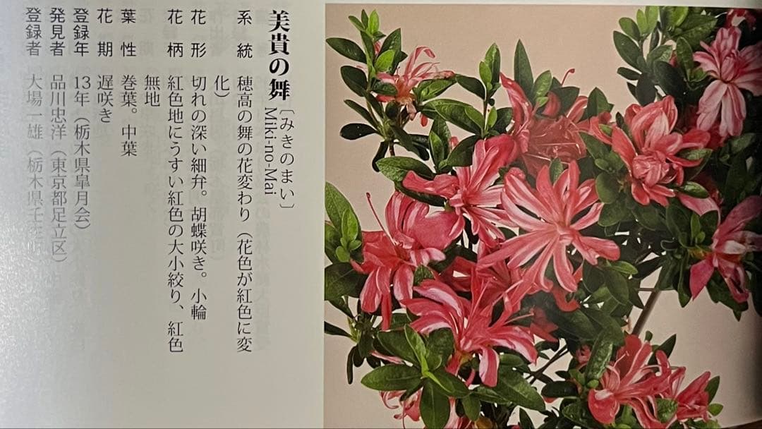 【皐月(さつき)】 \"美貴の舞(みきのまい)\" 盆栽 素材