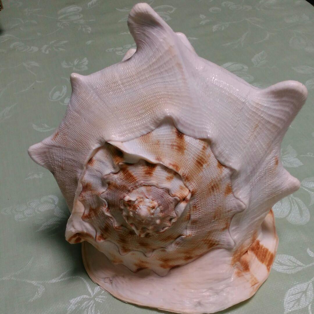 貝