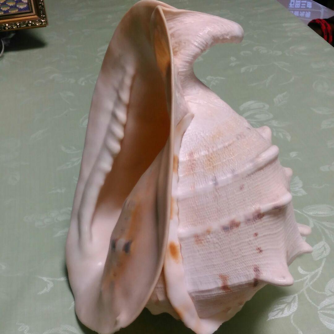 貝