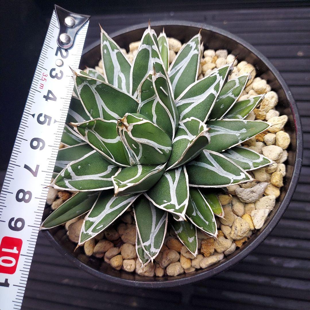 じ*む様 親株販売！！　子株付き　アガベ　姫笹の雪　特濃白ペンキ　耐寒性あり　オ