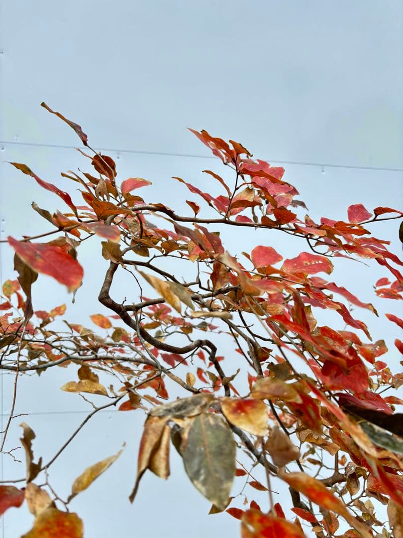 美しい紅葉 曲がり樹形 山採り ヤマコウバシ 669 樹高1.5m位 縁起担ぎ木