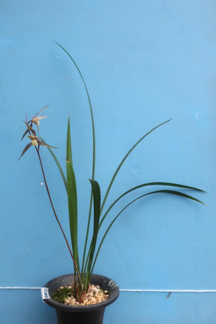 寒蘭-26060-4HG　558　聖炎×８番薄桃花
