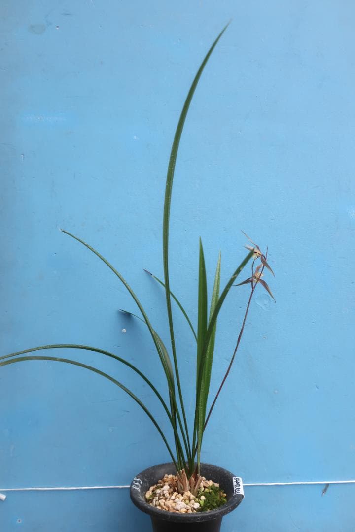 寒蘭-26060-4HG　558　聖炎×８番薄桃花