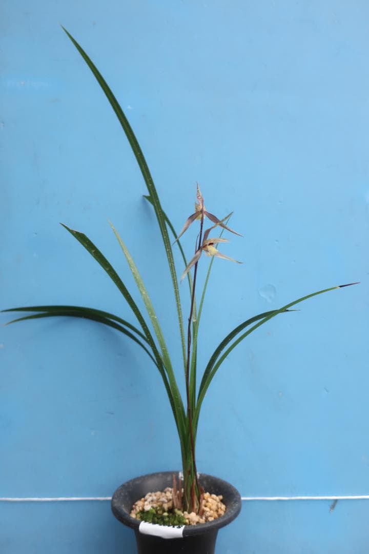 寒蘭-26060-4HG　558　聖炎×８番薄桃花