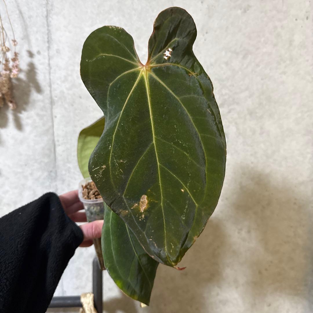 アンスリウムcarlablackiae（RA2）×antolakii×AOS