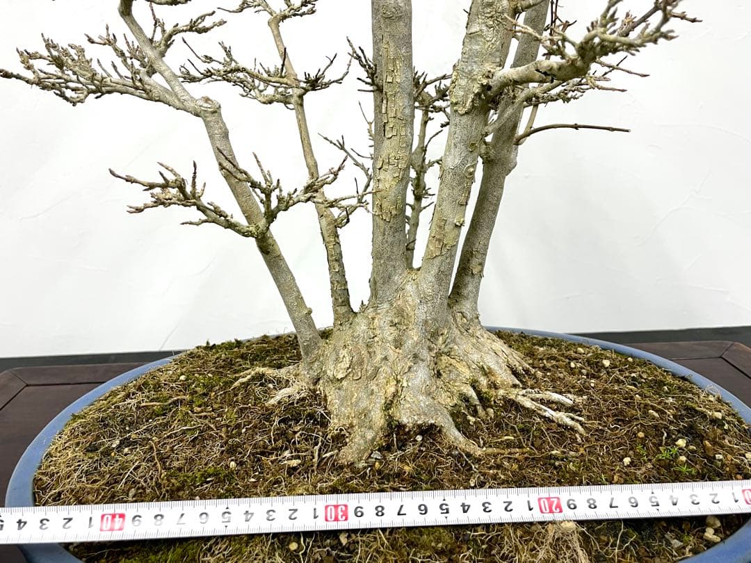 三河盆栽　カエデ　盆栽　株立　楓
