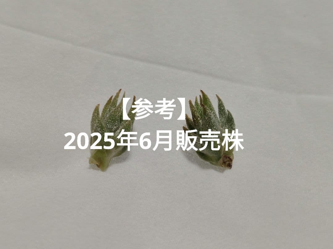フラワー・ガーデニング Tillandsia ionantha vanhyningii minor