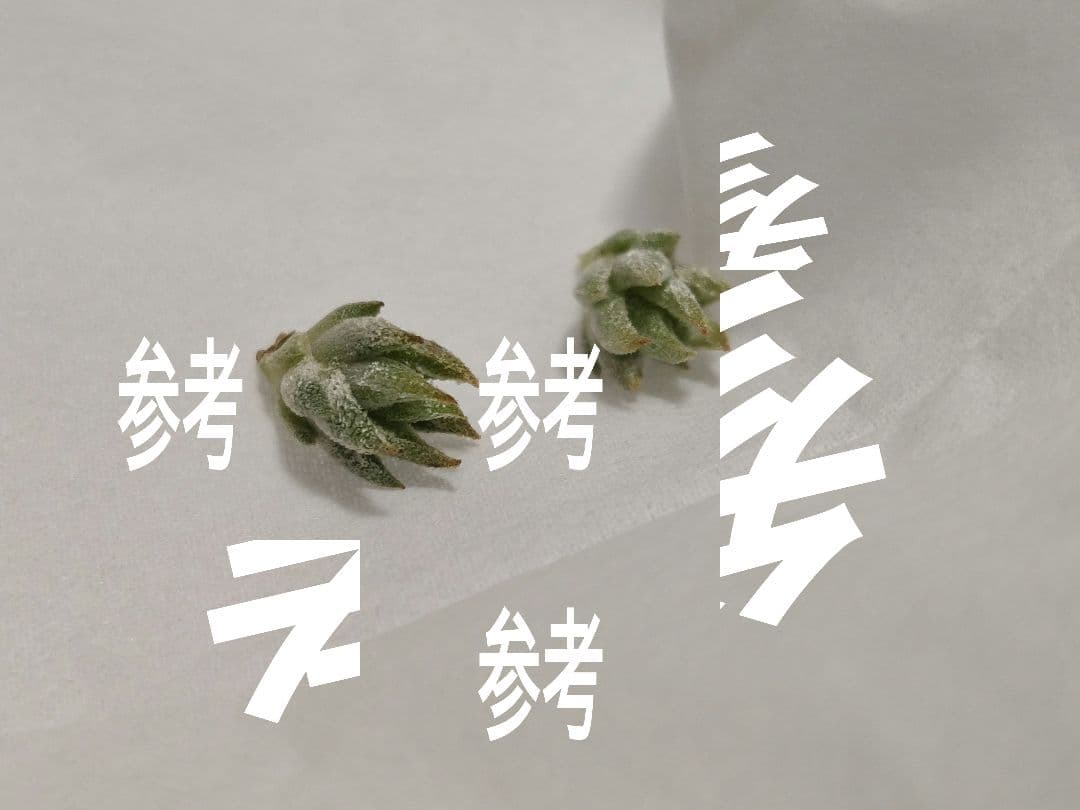 フラワー・ガーデニング Tillandsia ionantha vanhyningii minor