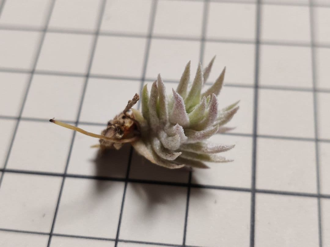 フラワー・ガーデニング Tillandsia ionantha vanhyningii minor