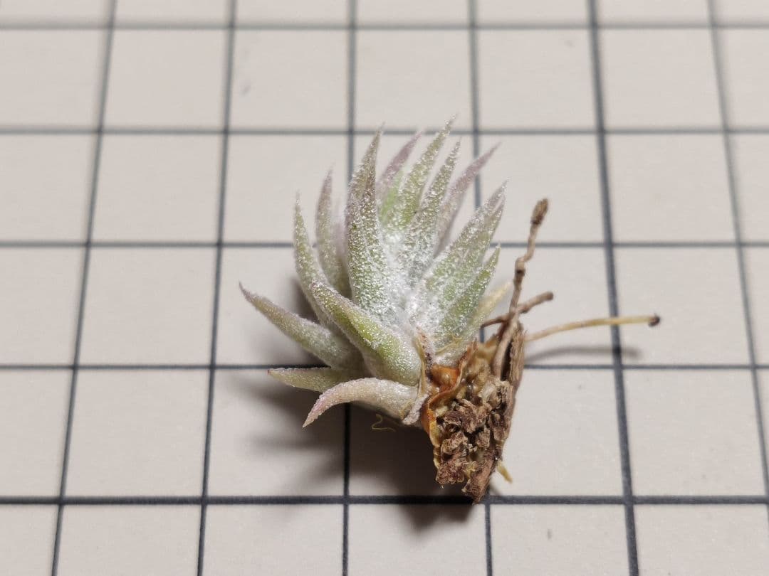 フラワー・ガーデニング Tillandsia ionantha vanhyningii minor