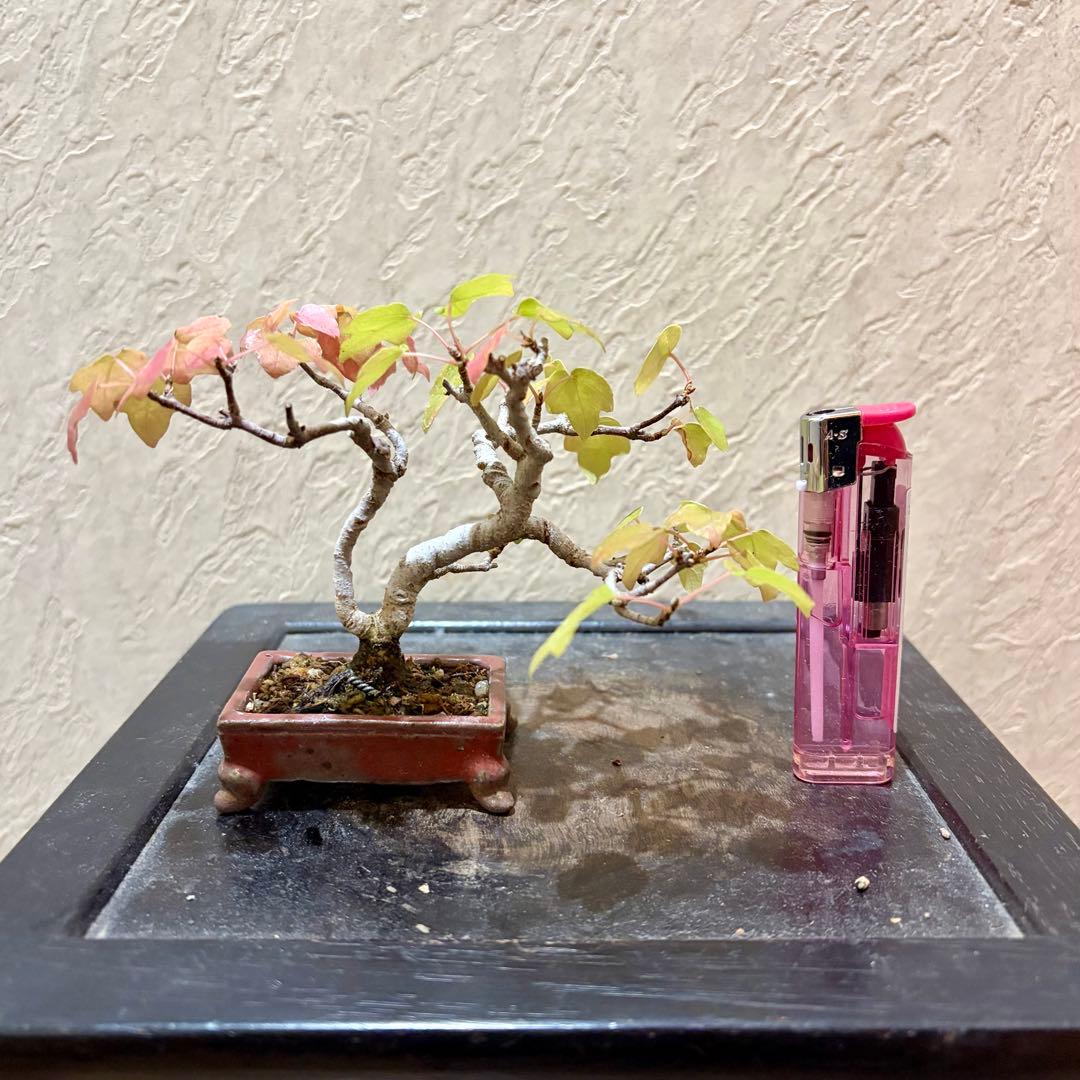 樹高7.5㎝　宮様カエデ　ミニ　小品　盆栽　真柏　黒松　五葉松　楓　紅葉
