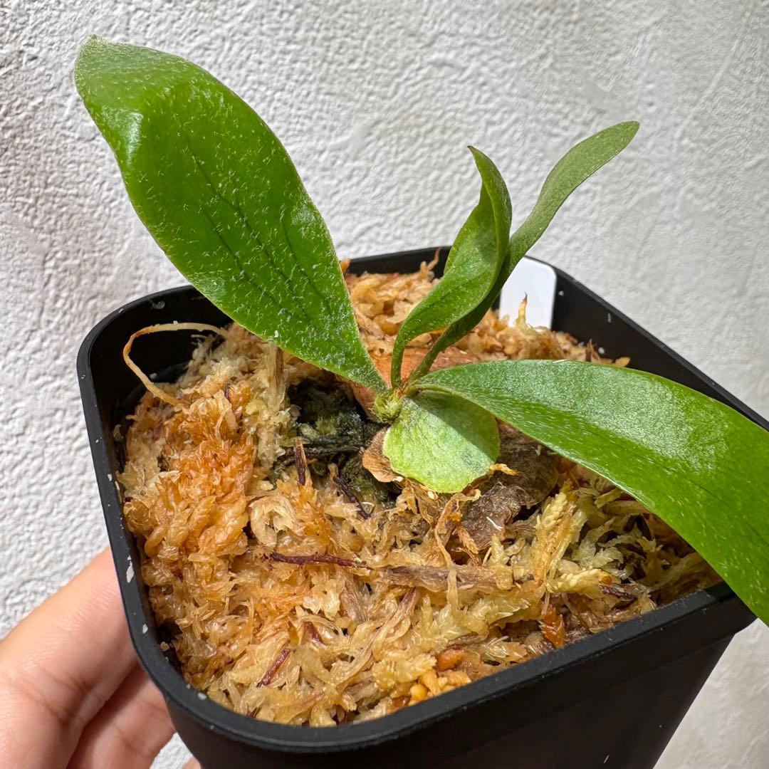 Celebes & Doi-tung 子株セット 新春セール