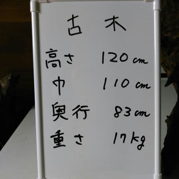 1　杉、古木