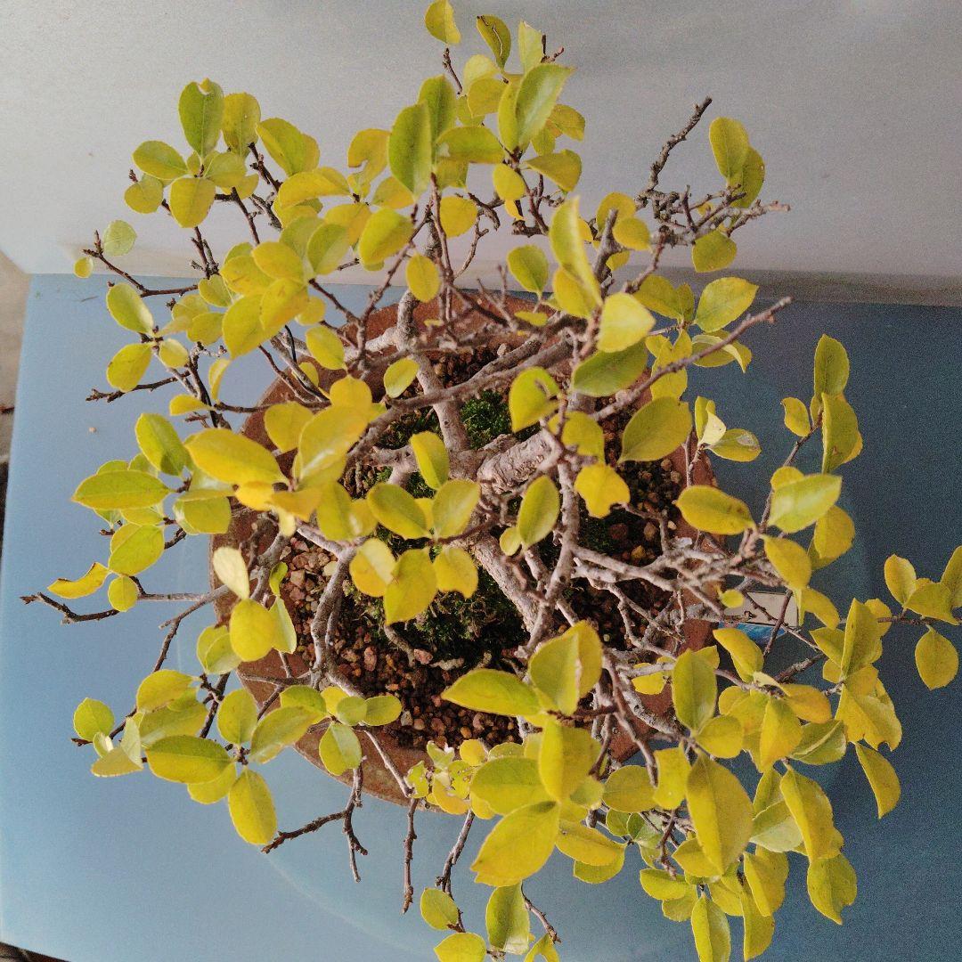 イワツルウメモドキ　盆栽　中品盆栽　実物　ツルモノ　ガーデニング