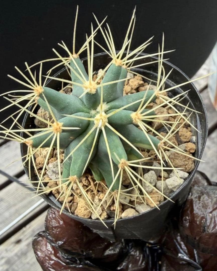 実生フェロカクタス王冠竜錦◇斑入りドライガーデン多肉サボテン　アガベ ユッカ南国