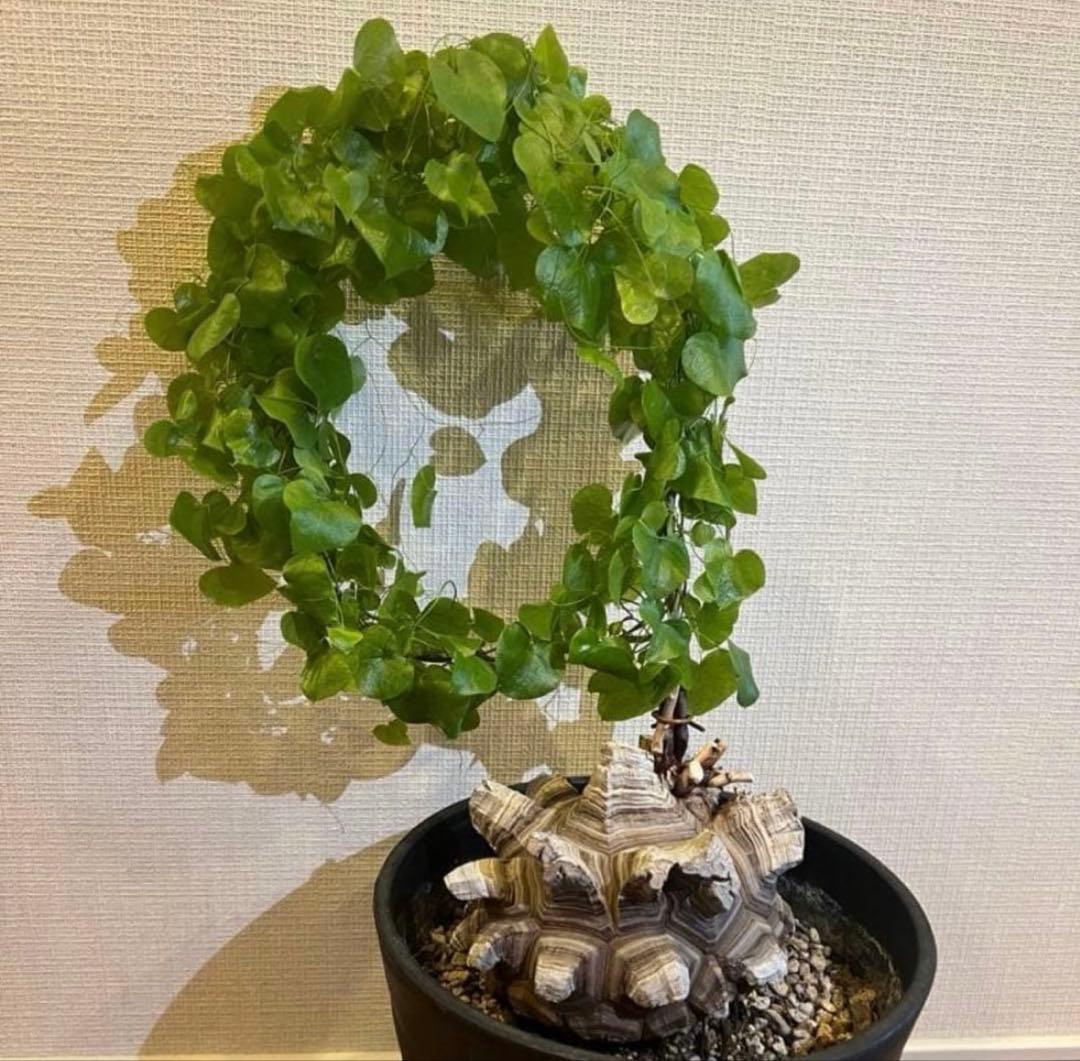 アフリカ亀甲竜　ディオスコレア　エレファンティペス