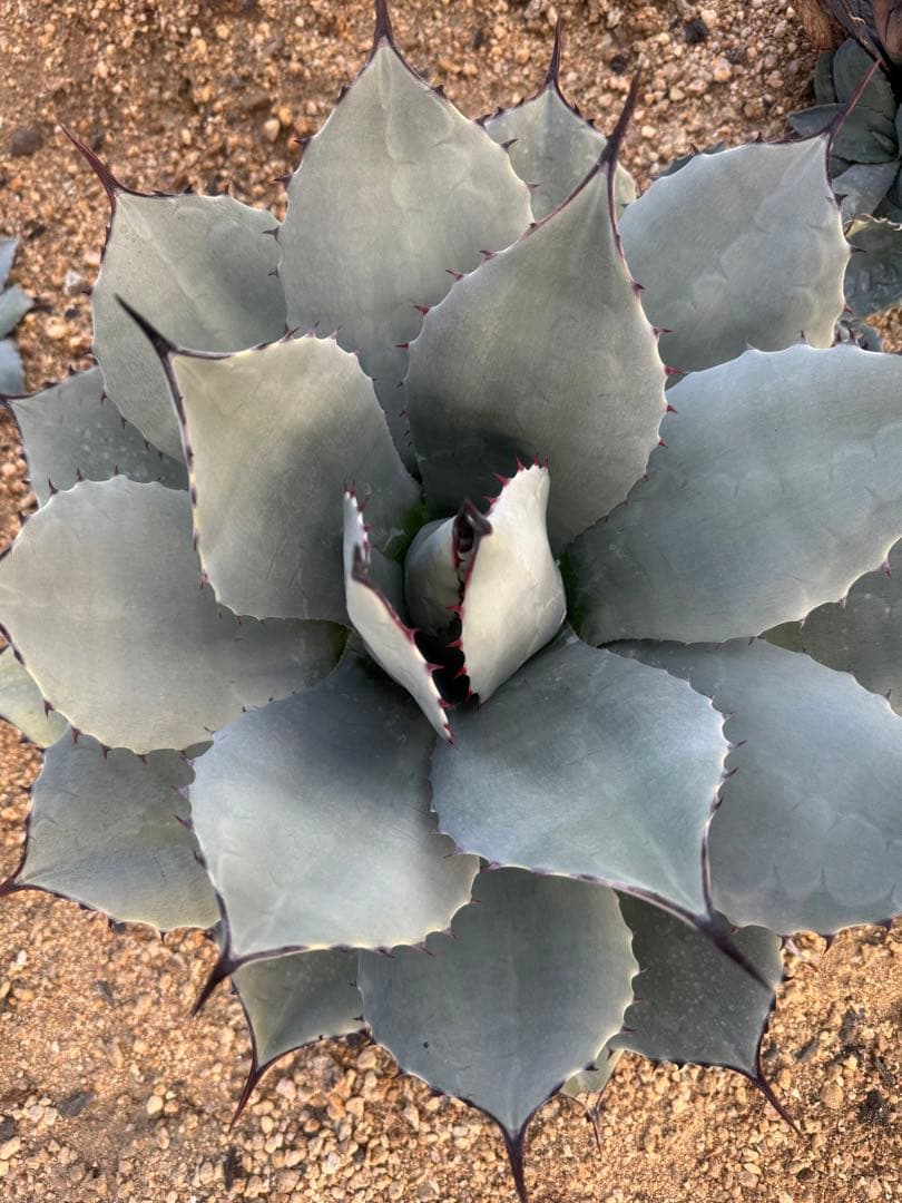 Agave （アガベ　入門セット4株）