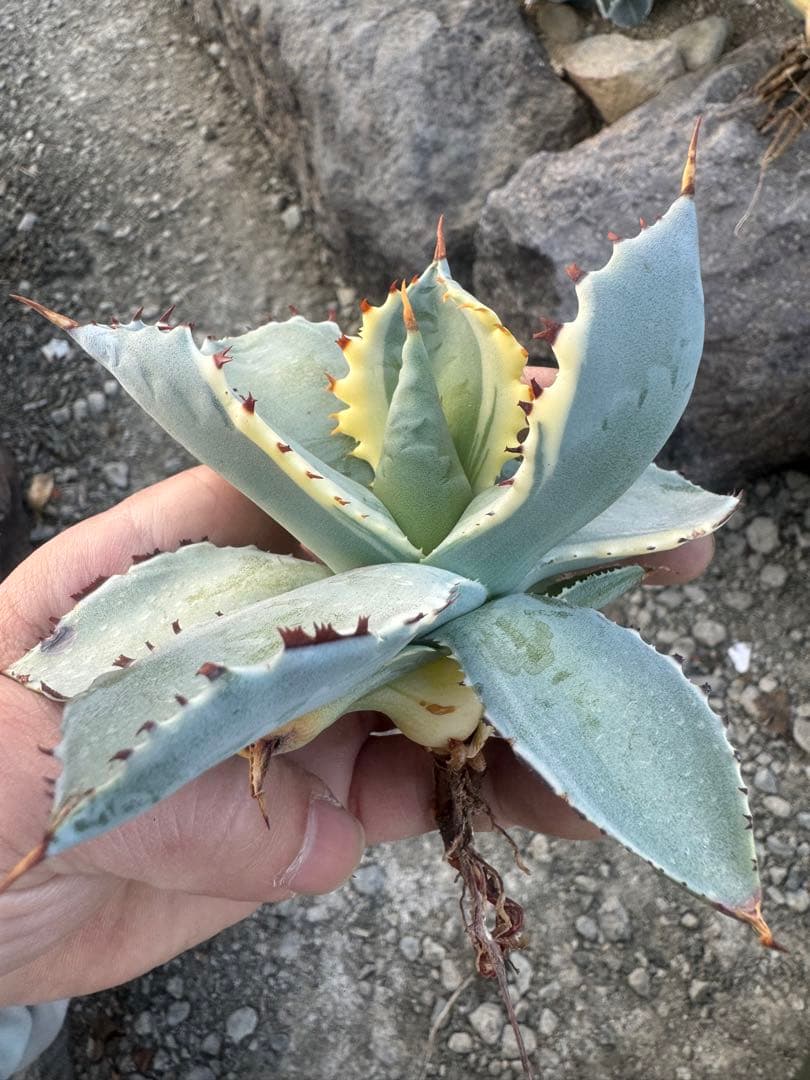 Agave （アガベ　入門セット4株）