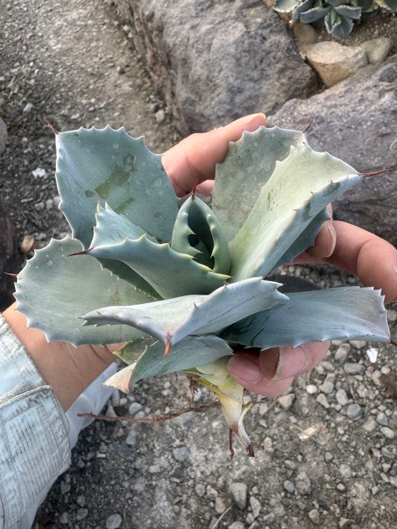 Agave （アガベ　入門セット4株）