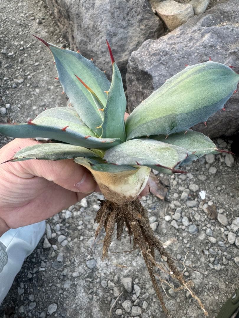Agave （アガベ　入門セット4株）