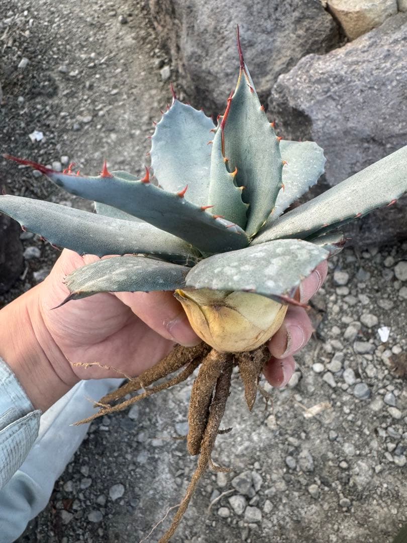 Agave （アガベ　入門セット4株）