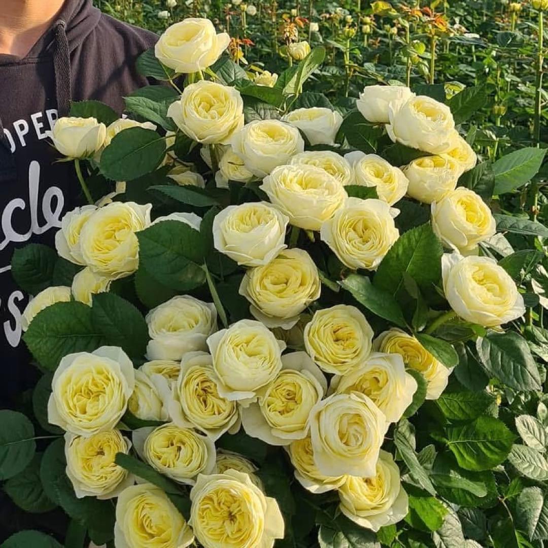 切り花品種バラ苗　レアバラ 　White Vuvuzel♡ Rose